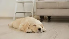 Miksi koirat pyörivät ympäri ennen nukkumaanmenoa: syyt tähän hauskaan rituaaliin