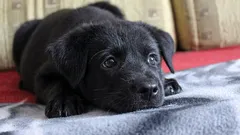 Mitä koira ajattelee ja tuntee, kun jätät sen yksin kotiin