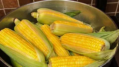 Miten ja kuinka kauan maissia keitetään – ja mitä veteen kannattaa lisätä, jotta siitä tulee pehmeää