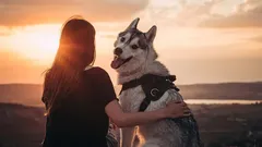 Ihmisen uskollisin ystävä: voiko koira unohtaa omistajansa?