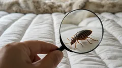 Miten tarkistaa, onko kodissasi luteita: merkit, joihin kannattaa kiinnittää huomiota