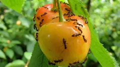 Näin pääset eroon muurahaisista pihallasi ilman kemikaaleja – ympäristölle ja perheellesi turvallisesti