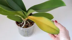 Miksi orkidean lehdet kellastuvat yhtäkkiä: 9 tärkeintä syytä ja ratkaisuvinkkejä