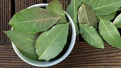 Miksi ihmiset laittavat laakerinlehden huonekasvien ruukkuun?