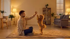 Miksi koira lakkasi leikkimästä? 4 yleistä syytä ja mitä omistajan pitäisi tehdä