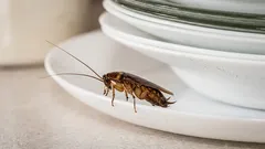 Tätä tekee 99 % ihmisistä: syy, miksi torakoita ilmestyy jopa siistissä asunnossa