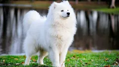 Maailman kahdeksan harvinaisinta ja kalleinta koirarotua: piirteet ja kiinnostavat faktat