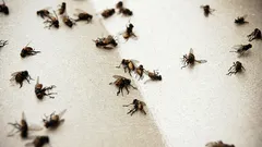 Hyttysiä ei enää ilmesty kotiisi: edullinen viinipohjainen keino auttaa