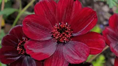 Suklaan tuoksuinen kasvi, josta harvat tietävät.