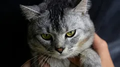 Mielenkiintoisia faktoja siitä, miksi kissat eivät hyväksy muita kissoja reviirilleen