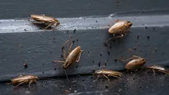 Mitä tehdä ensimmäiseksi, jos näet torakan: 8 askelta, jotka on tehtävä heti