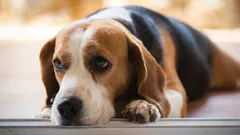 Mitä koirasi tuntee asiantuntijoiden mukaan, kun huudat sille?