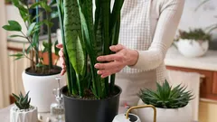 Näin pääset eroon homeesta kotona: 5 huonekasvia, jotka auttavat korkeassa ilmankosteudessa