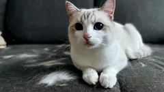 Ilman imuria ja liimapyyhettä: ovela temppu, jolla huonekalut pysyvät puhtaina kissan karvoista.